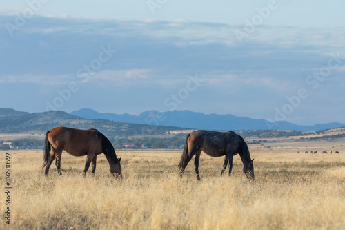 Wild Horses in Autumn in the Utah Desert