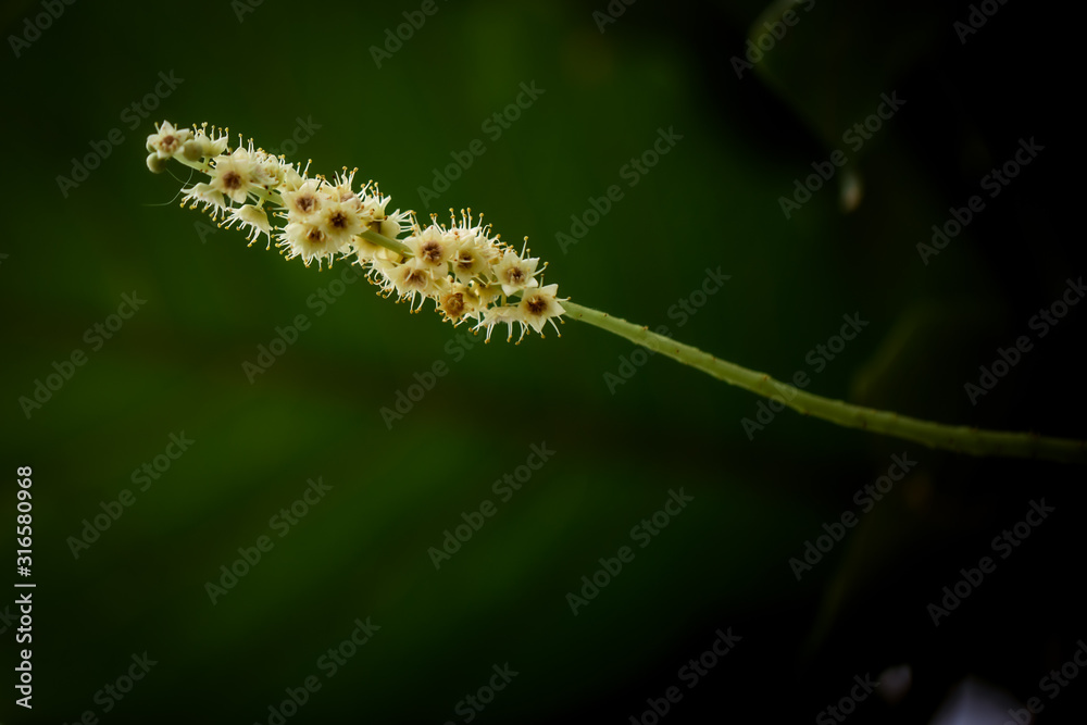 Planta Planta