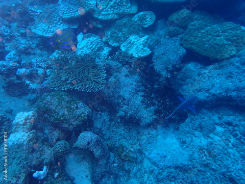 the underwater photo of the bat fish school under the deep blue sea 