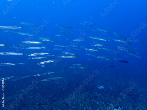 the underwater photo of the bat fish school under the deep blue sea 