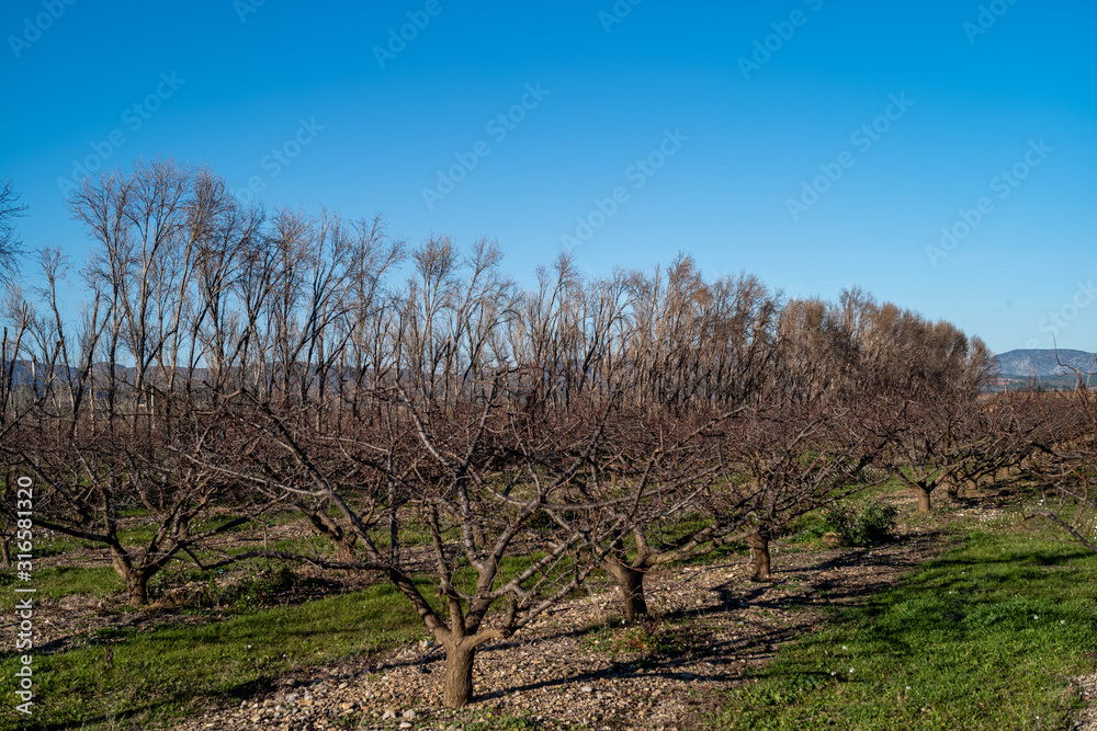 apple orchard in spring