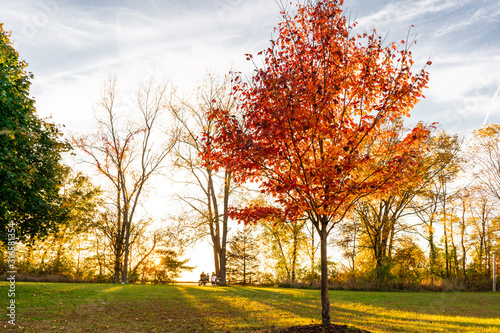 Close up of colorful red autumn tree in a park with family having picnic in background photo