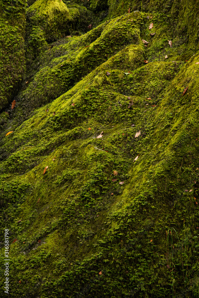 Beautiful vibrant green intimate landscape image of moss covered rock in river during Autumn Fall Beautiful vibrant green intimate landscape image of moss covered rock in river during Autumn Fall
