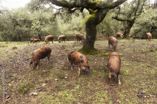 Iberian pigs grazing in a pasture of holm oaks and cork oaks eating acorns and grass breed of pigs painted jabugo photo