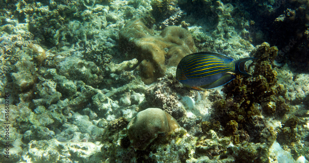 Fototapeta premium An Acanthurus lineatus fish eating algae