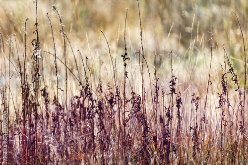 field of wheat