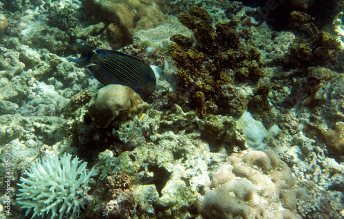 fishes and coral in New Caledonia