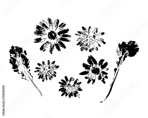 set of prints of flowers and chamomile leaves with black ink on white. Vector illustration isolated on white background.
