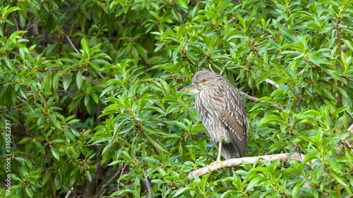 Wallpaper Mural A juvenile Black-crowned night heron standing peacefully surrounded by tree leaves Torontodigital.ca