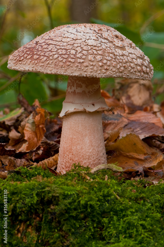 Amanite rougissante amanita rubescens amanite vineuse Stock Photo