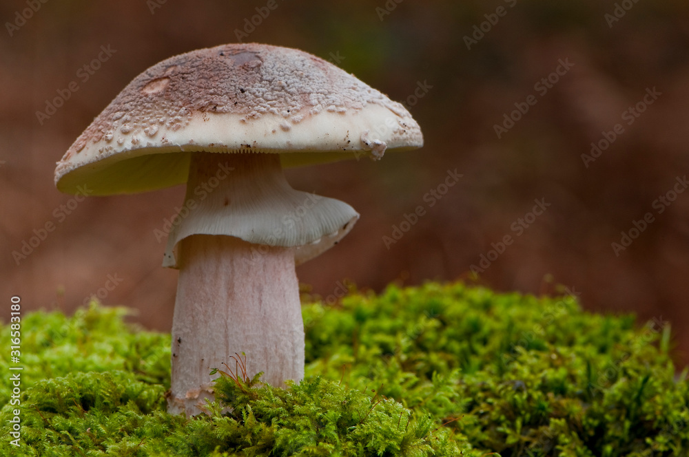 Amanite rougissante - amanita rubescens -amanite vineuse