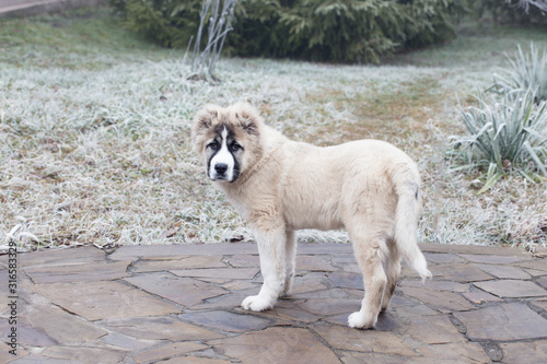 Cute Caucasian shepherd puppy. Caucasian shepherd dog is 4 month. photo