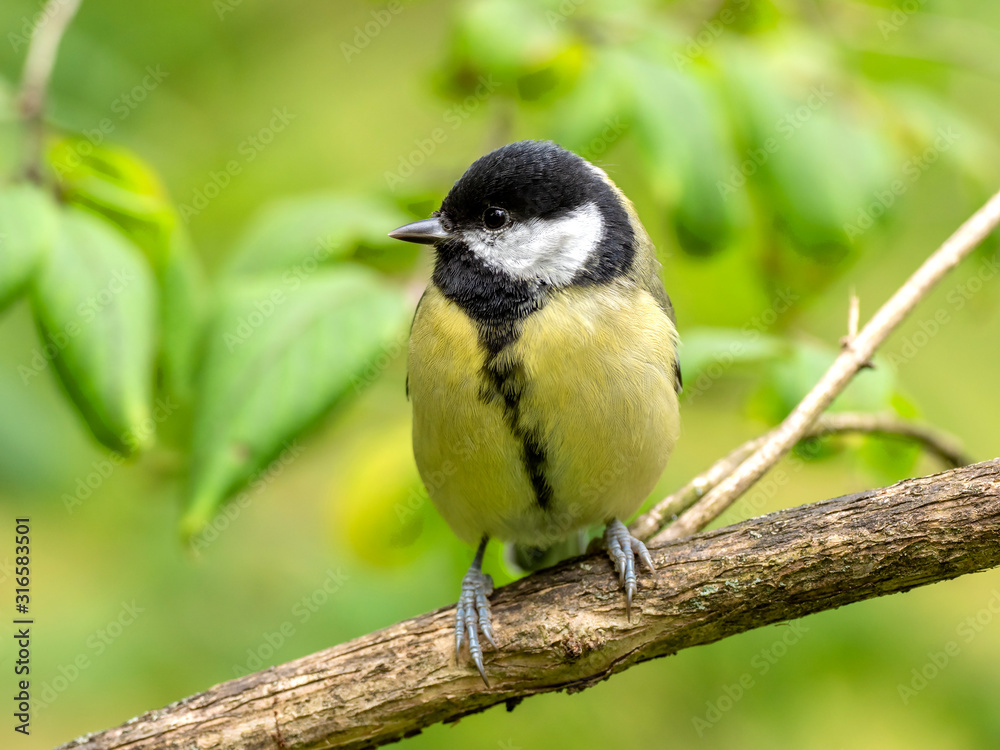 Obraz premium Portrait of great tit (Parus major) on blurred autumn yellow background. Garden bird Great tit (Parus major). sitting on a branch. autumn colors, red, yellow. natural background.