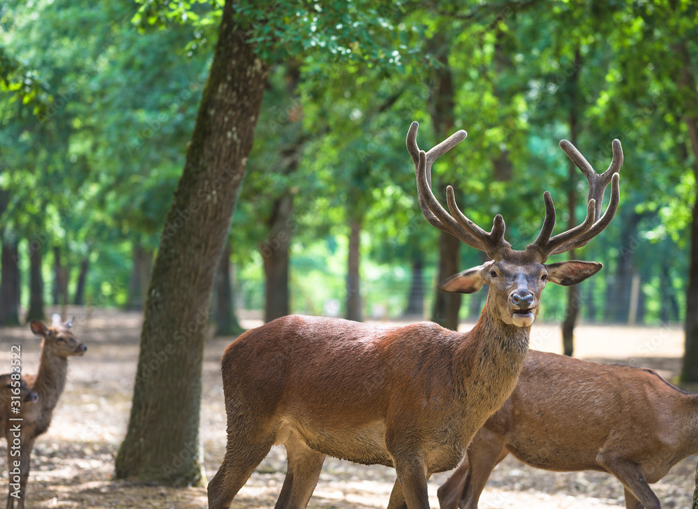 Obraz premium Deer with beautiful antlers in the green park on sunny day