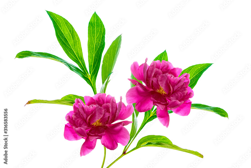 Colorful bright flower peony. nature Colorful bright flower peony. nature