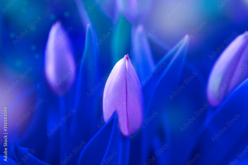 Fototapeta premium Tulip flowers toned blue color for the background.