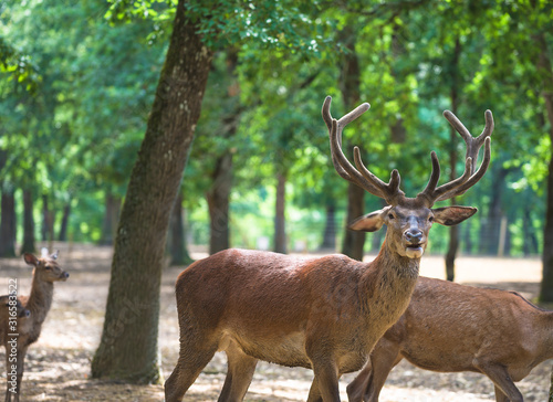 Deer with beautiful antlers in the green park on sunny day © stsvirkun