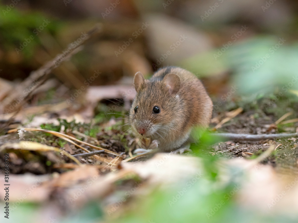 Wild Wood mouse resting on the root of a tree on the forest floor with lush green vegetation. House Mouse (Mus domesticus). gray mouse in nature Wild Wood mouse resting on the root of a tree on the forest floor with lush green vegetation. House Mouse (Mus domesticus). gray mouse in nature