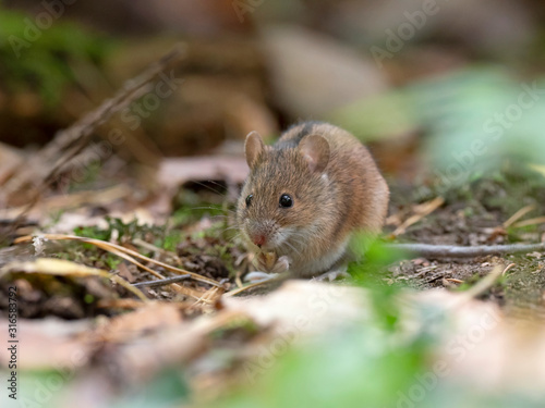 Wild Wood mouse resting on the root of a tree on the forest floor with lush green vegetation. House Mouse (Mus domesticus). gray mouse in nature