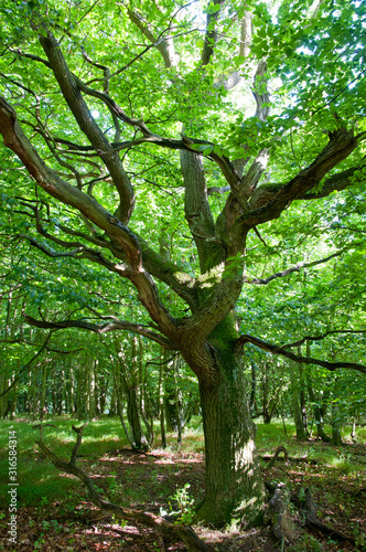 Suède. Sweden. Un chène centenaire dans une foret. A century-old oak tree in a forest.