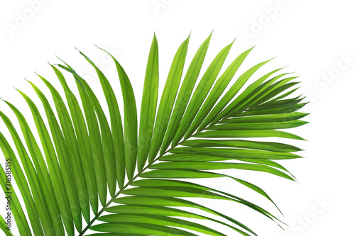 Green Leaf of Tropical Palm Tree Isolated on White Background