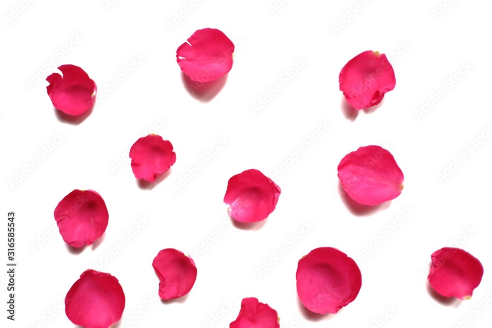 Naklejka premium Selektywne skupienie się na słodkich czerwonych różach corollas na białym tle i kolorowe szczegóły flory