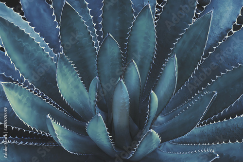 Agave Plant In Dark Blue Tone Color Natural Abstract Pattern Background