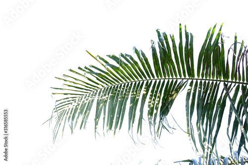 Coconut tree leaves with branches with sun light on white isolated background for green foliage backdrop and copy space 