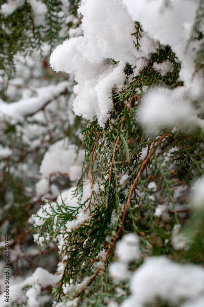 Trees covered in snow in a snowy day 