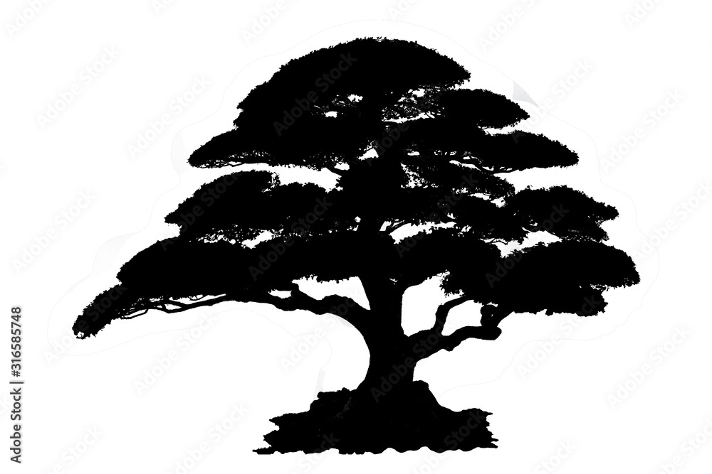 Fototapeta Silhouette Tree Isolated on white background with Clipping Path