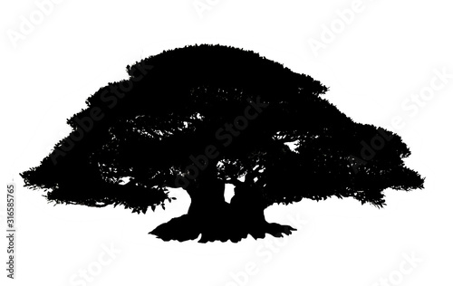 Silhouette Tree Isolated on white background with Clipping Path