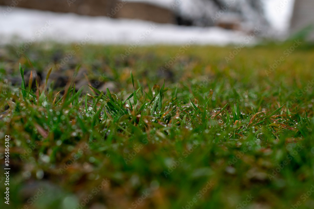 Melted snowflakes on the tip of the grass Melted snowflakes on the tip of the grass