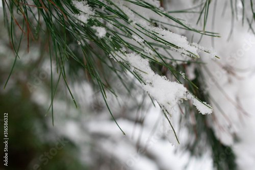 Snowflakes gathered on pine leaves slowly slideing down