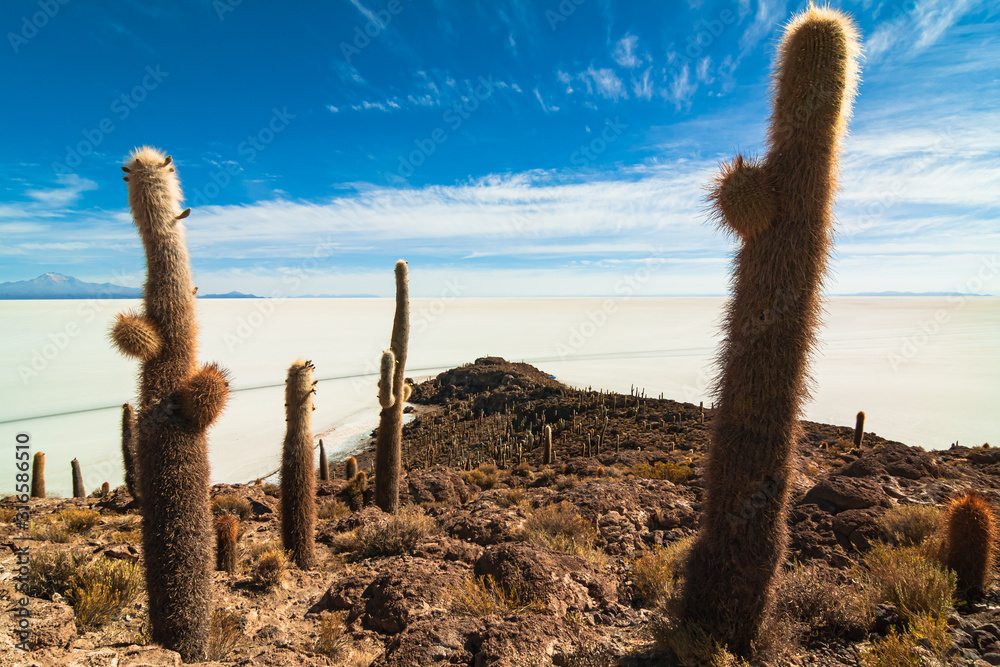 Desert landscape with salt lake and cactus in Bolivia