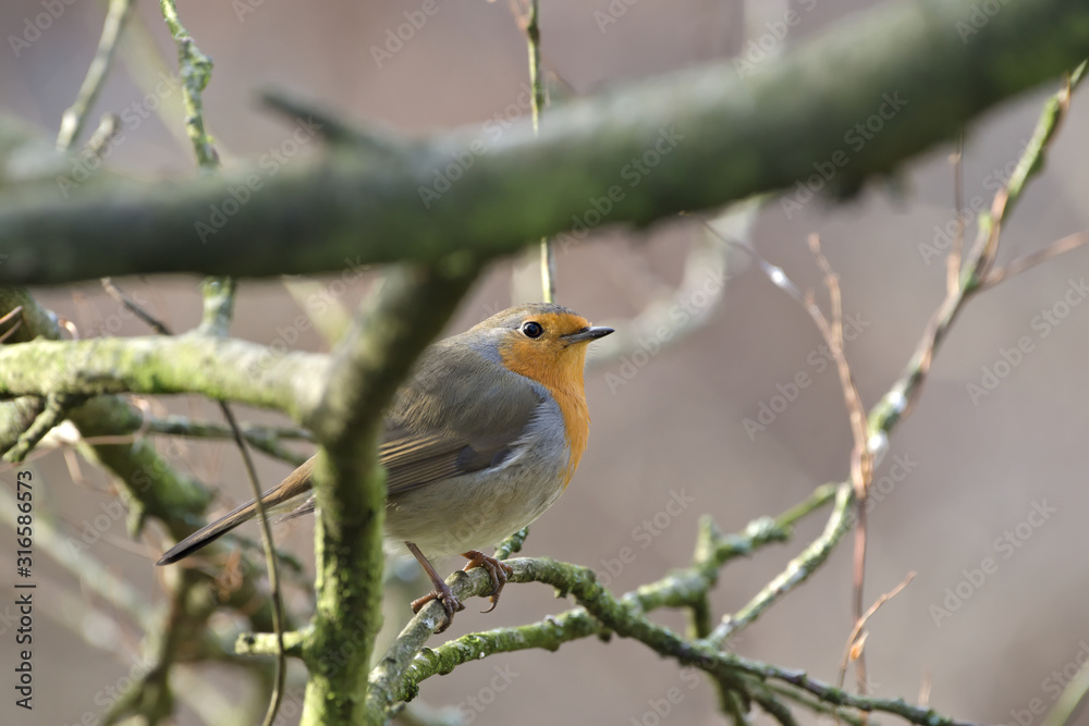 robin bird on forest background robin bird on forest background