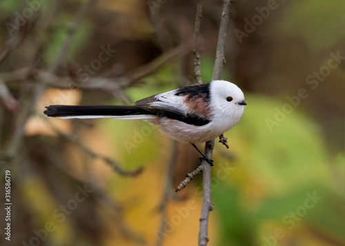 Long-tailed tit (Aegithalos caudatus) in nature among the autumn entourage. Long-tailed tit (Aegithalos caudatus) on branch. photo