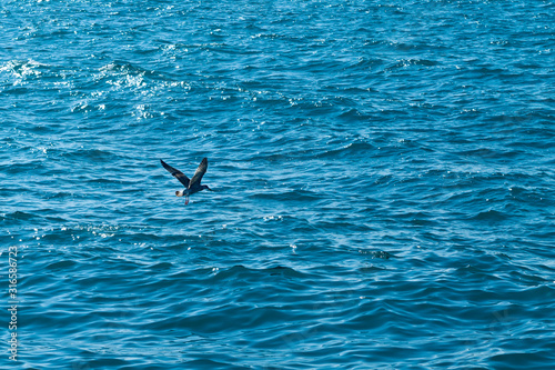 blue sea and flying seagull © Olga