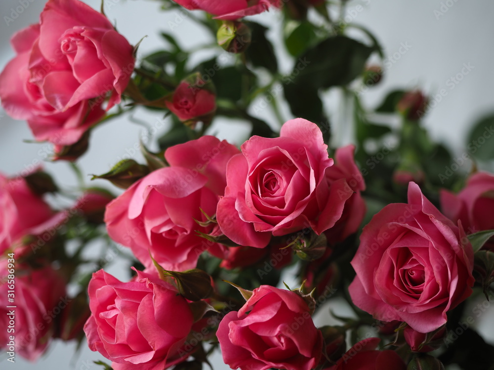 rose bouquet in bright pink color close up rose bouquet in bright pink color close up