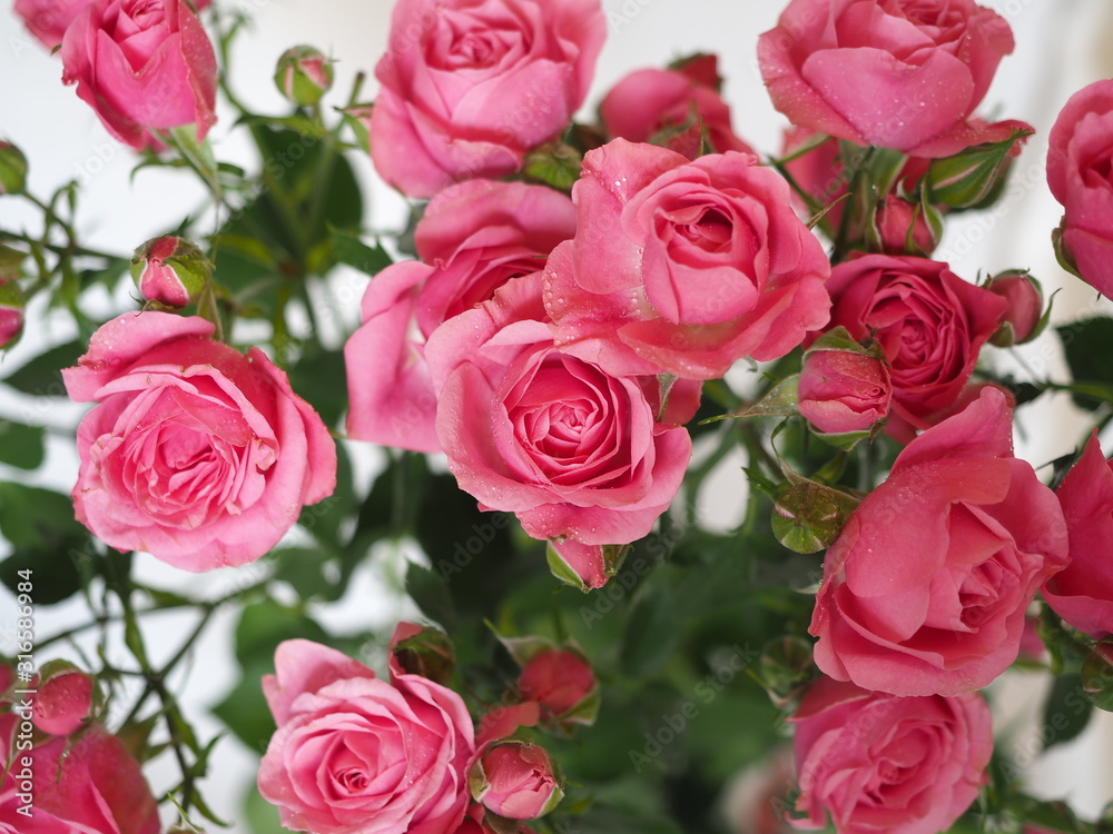 rose bouquet in bright pink color close up rose bouquet in bright pink color close up