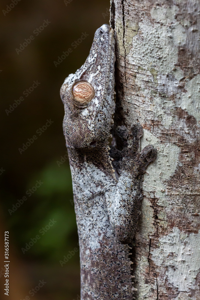 Obraz premium Leaf-tailed gecko, Uroplatus phantasticus, Ranomafana, Madagascar