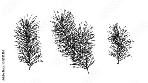 Hand drawn pine prickly branch collection painting by ink. Sketch botanical spruce vector illustration. Black isolated outline plants on white background