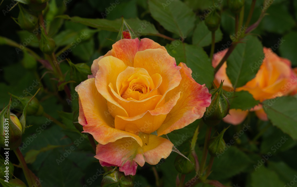 Single peach rose with leaves on natural green background. Single peach rose with leaves on natural green background.