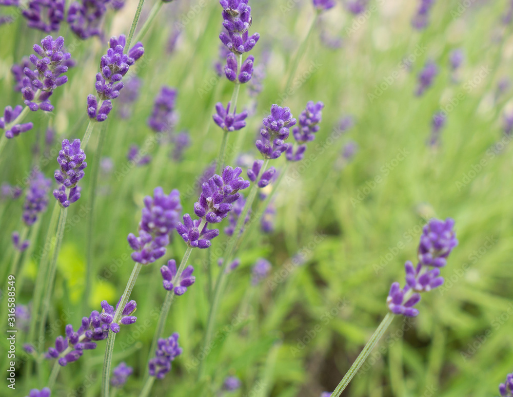 Lavanda's flowers on green background. Close-up photo. Lavanda's flowers on green background. Close-up photo.