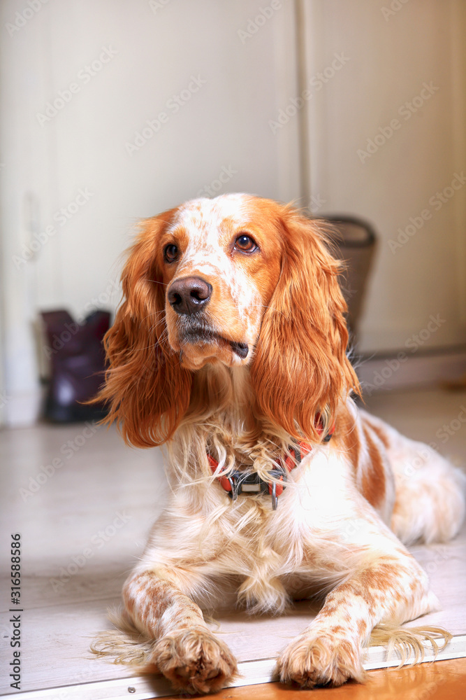 Portrait of a beautiful dog of breed Russian hunting spaniel lying on the floor