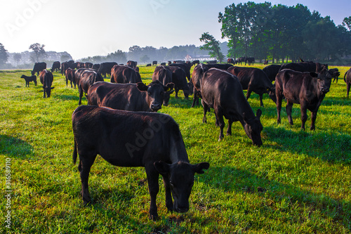 Fotografi Summer morning in the pasture