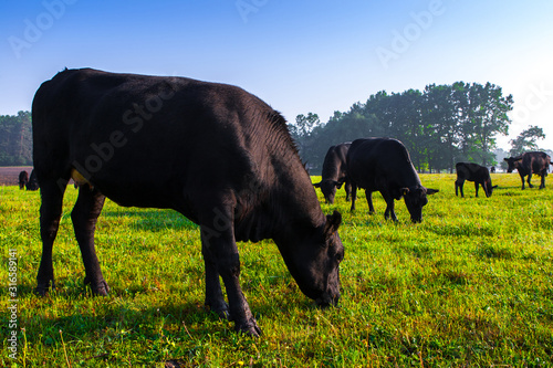 Obraz na płótnie Summer morning in the pasture
