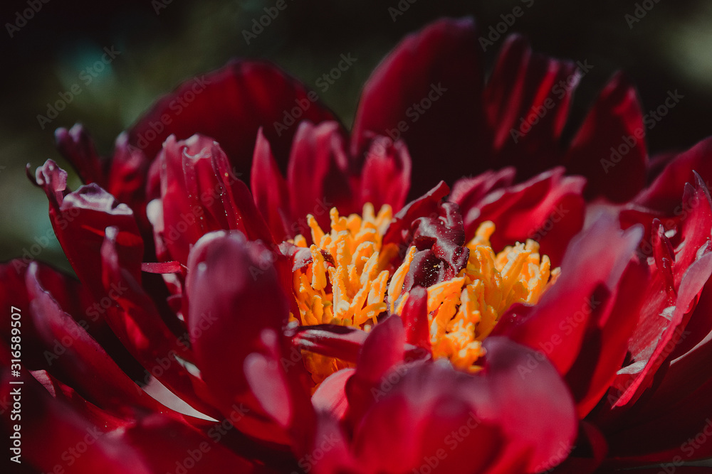 Bloomed Peony flower close up. Floral background. Green thumb concept. Home gardening. Botanical garden. Vivid colour. Blossom bud. Flowerbed decoration. Blossom dust, pollen. Yellow stamen
