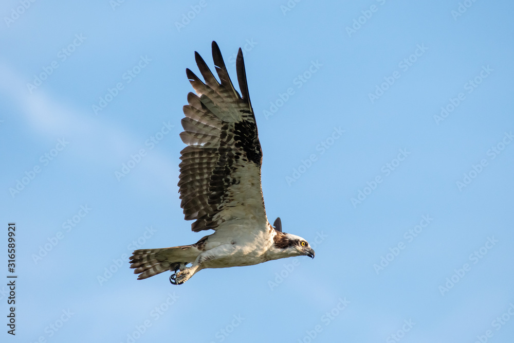 Fototapeta premium Osprey Flying in Search of Food