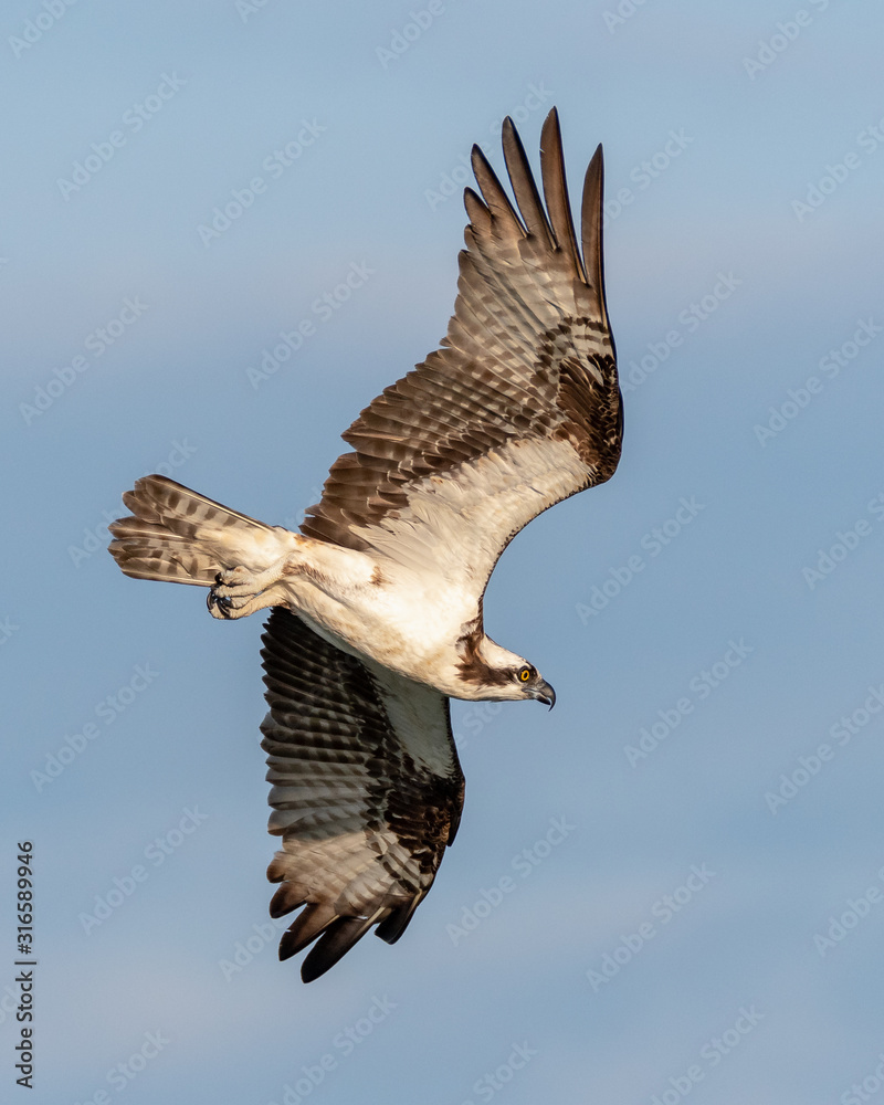 Fototapeta premium Osprey Flying in Search of Food