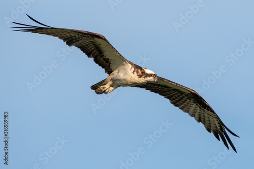 Osprey Flying in Search of Food